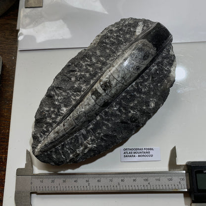 FÓSIL DEVÓNICO DE ORTHOCERAS DE MARRUECOS 536g MF9489