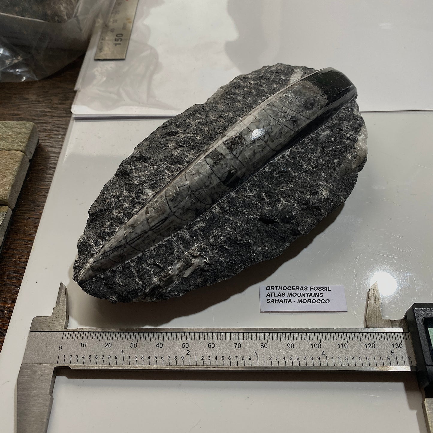 FÓSIL DEVÓNICO DE ORTHOCERAS DE MARRUECOS 536g MF9489