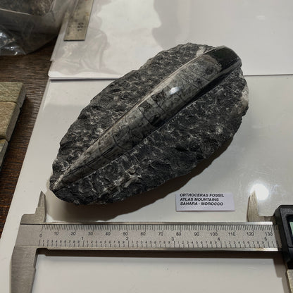 FÓSIL DEVÓNICO DE ORTHOCERAS DE MARRUECOS 536g MF9489