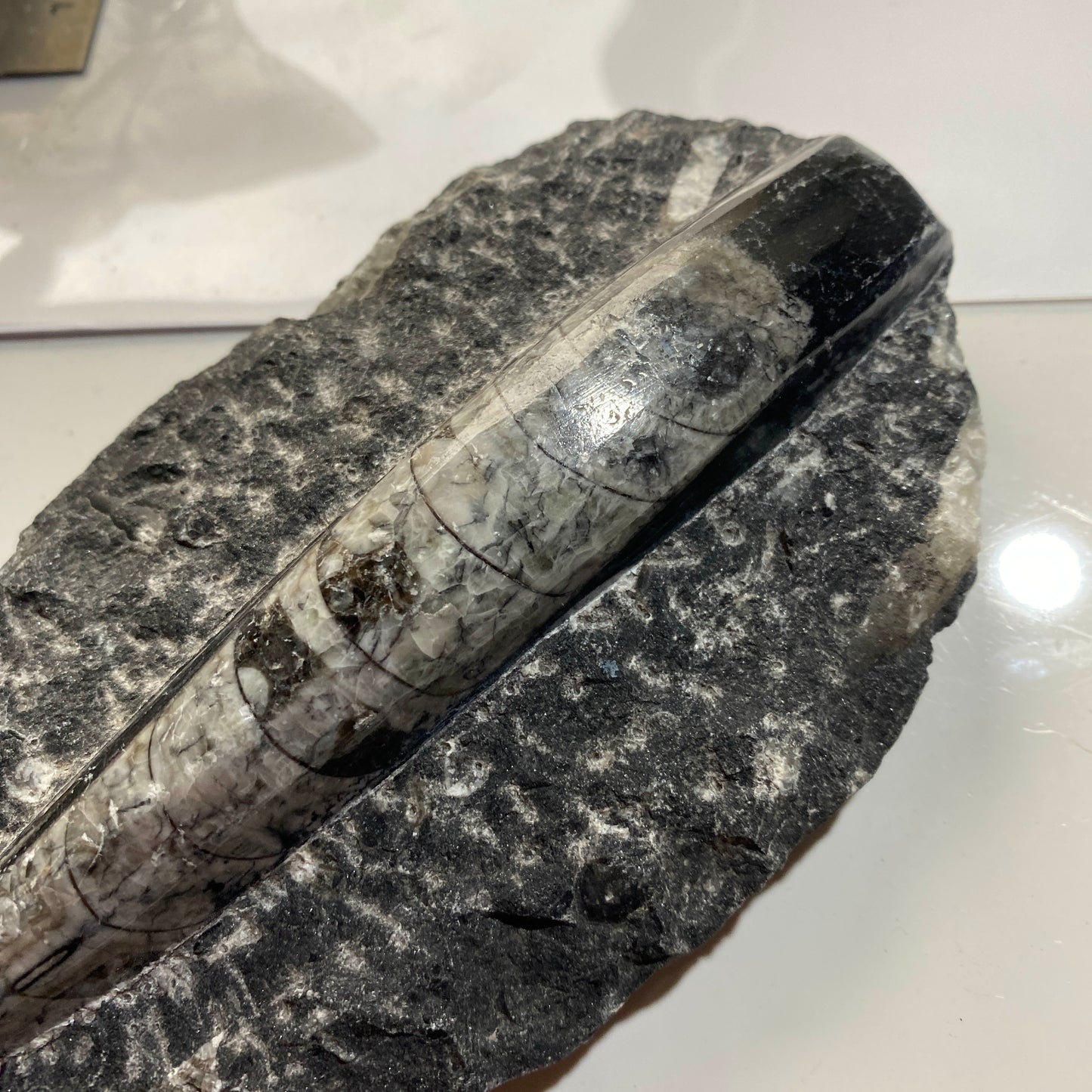 FÓSIL DEVÓNICO DE ORTHOCERAS DE MARRUECOS 536g MF9489