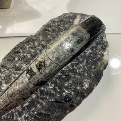 FÓSIL DEVÓNICO DE ORTHOCERAS DE MARRUECOS 536g MF9489