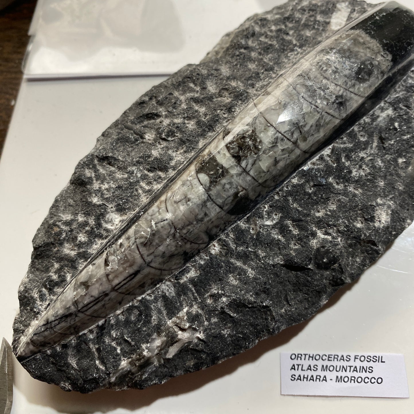 FÓSIL DEVÓNICO DE ORTHOCERAS DE MARRUECOS 536g MF9489