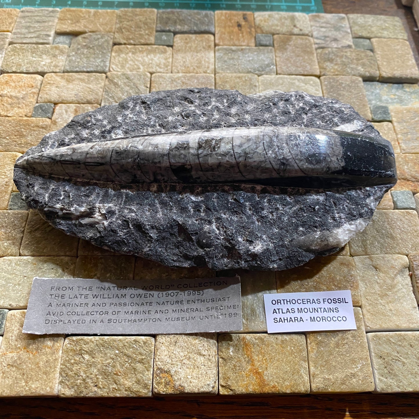 FÓSIL DEVÓNICO DE ORTHOCERAS DE MARRUECOS 536g MF9489