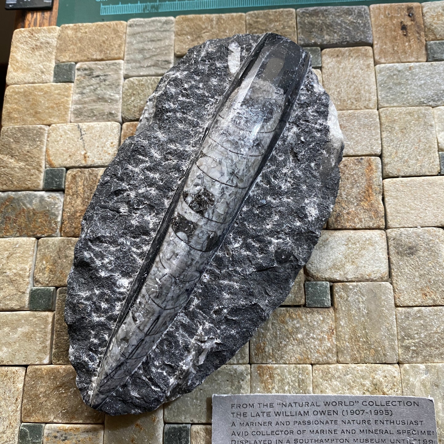 FÓSIL DEVÓNICO DE ORTHOCERAS DE MARRUECOS 536g MF9489