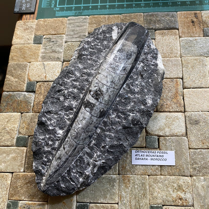 FÓSIL DEVÓNICO DE ORTHOCERAS DE MARRUECOS 536g MF9489