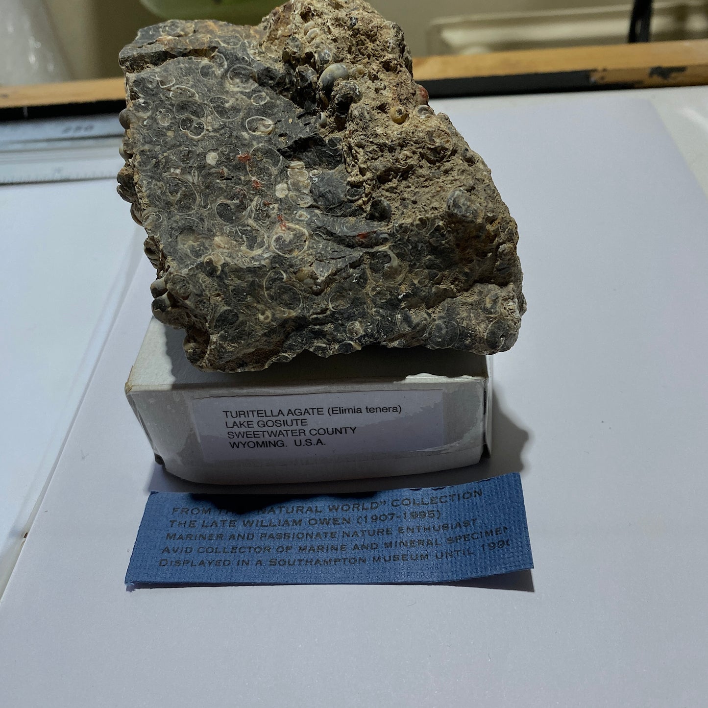 TURITELLA AGATE FROM LAKE GOSIUTE, WYOMING, U.S.A. 538g MF1431