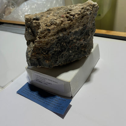 TURITELLA AGATE FROM LAKE GOSIUTE, WYOMING, U.S.A. 538g MF1431