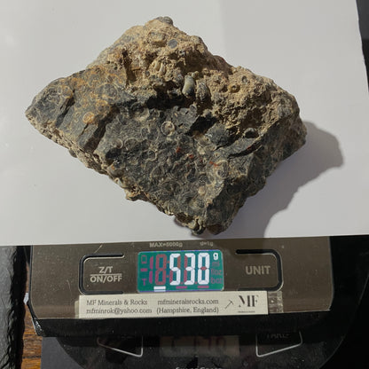 TURITELLA AGATE FROM LAKE GOSIUTE, WYOMING, U.S.A. 538g MF1431