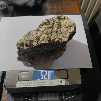 TURITELLA AGATE FROM LAKE GOSIUTE, WYOMING, U.S.A. 538g MF1431