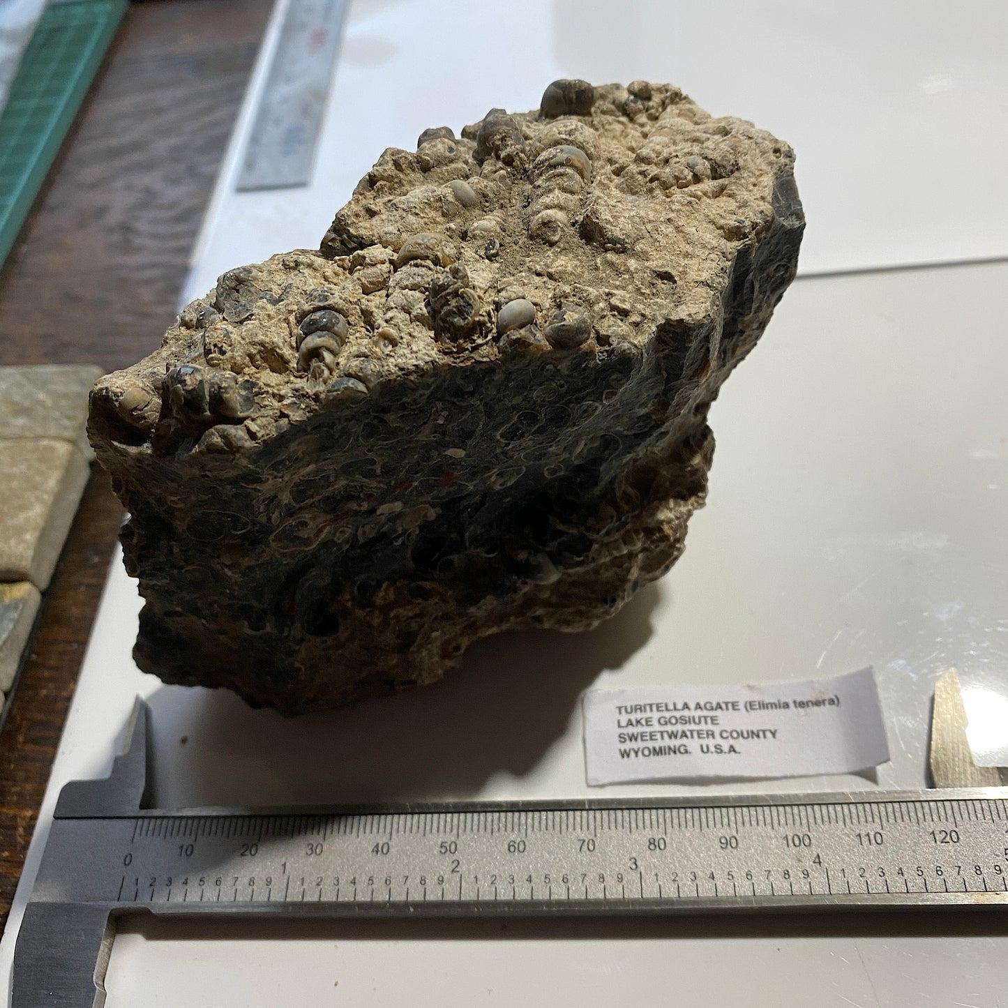 TURITELLA AGATE FROM LAKE GOSIUTE, WYOMING, U.S.A. 538g MF1431