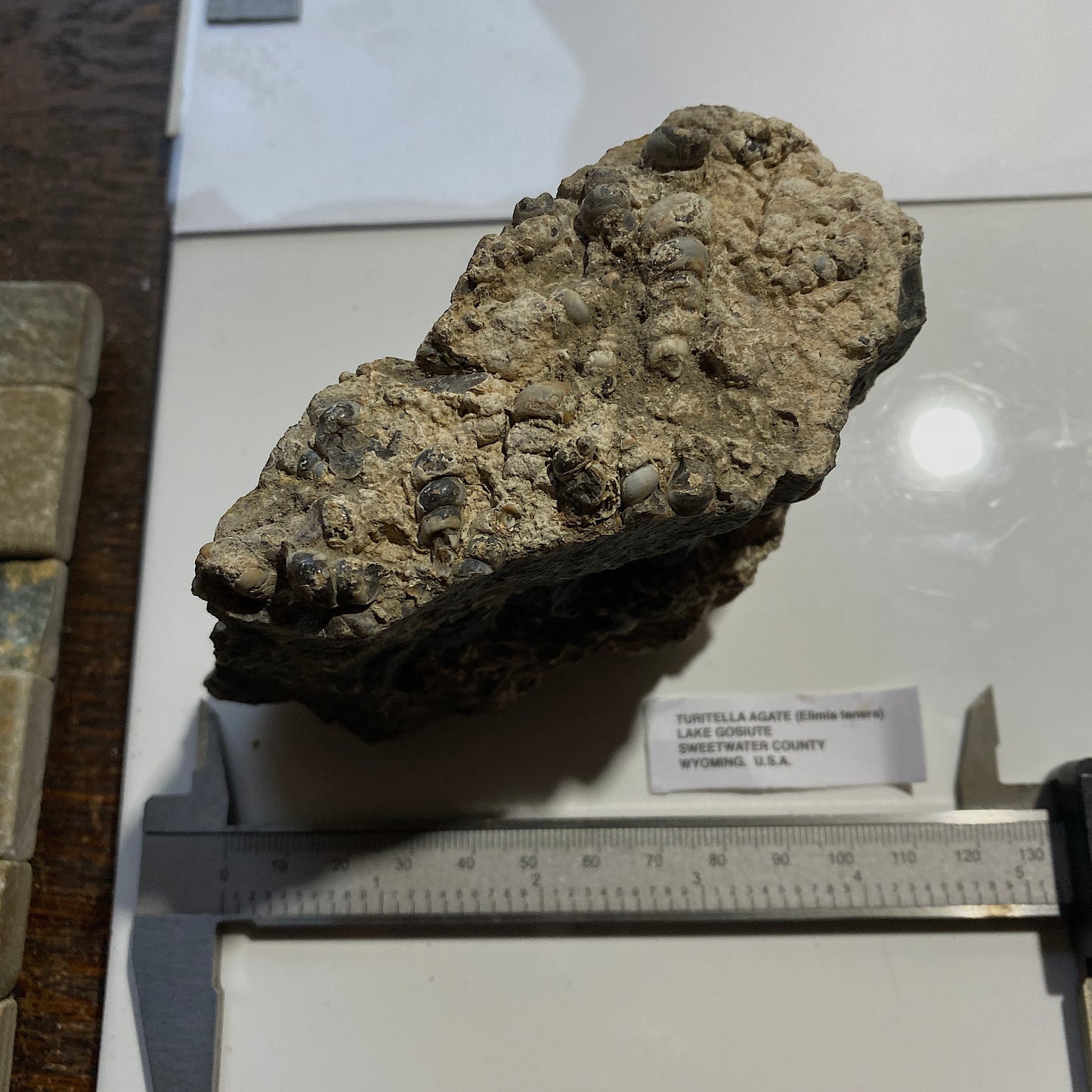 TURITELLA AGATE FROM LAKE GOSIUTE, WYOMING, U.S.A. 538g MF1431