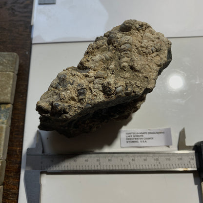 TURITELLA AGATE FROM LAKE GOSIUTE, WYOMING, U.S.A. 538g MF1431