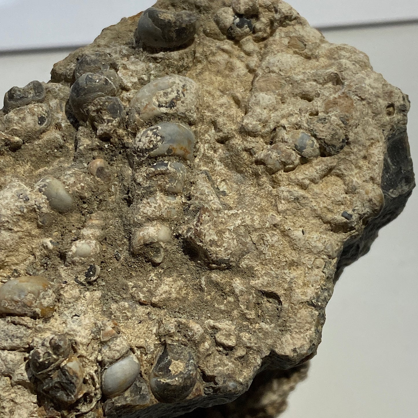 TURITELLA AGATE FROM LAKE GOSIUTE, WYOMING, U.S.A. 538g MF1431