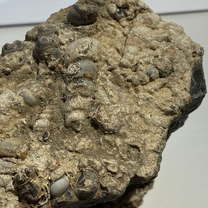 TURITELLA AGATE FROM LAKE GOSIUTE, WYOMING, U.S.A. 538g MF1431