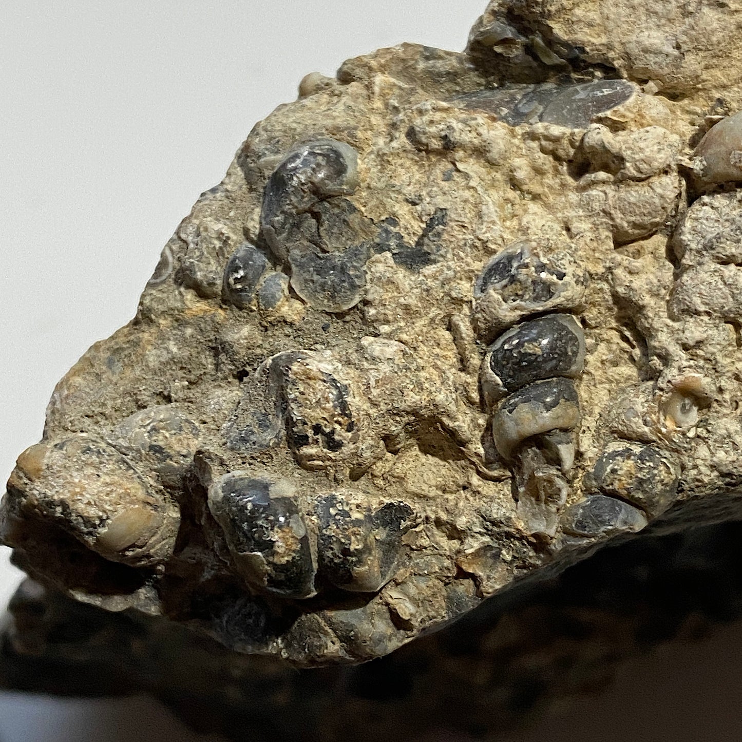 TURITELLA AGATE FROM LAKE GOSIUTE, WYOMING, U.S.A. 538g MF1431