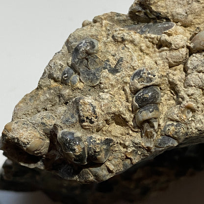 TURITELLA AGATE FROM LAKE GOSIUTE, WYOMING, U.S.A. 538g MF1431