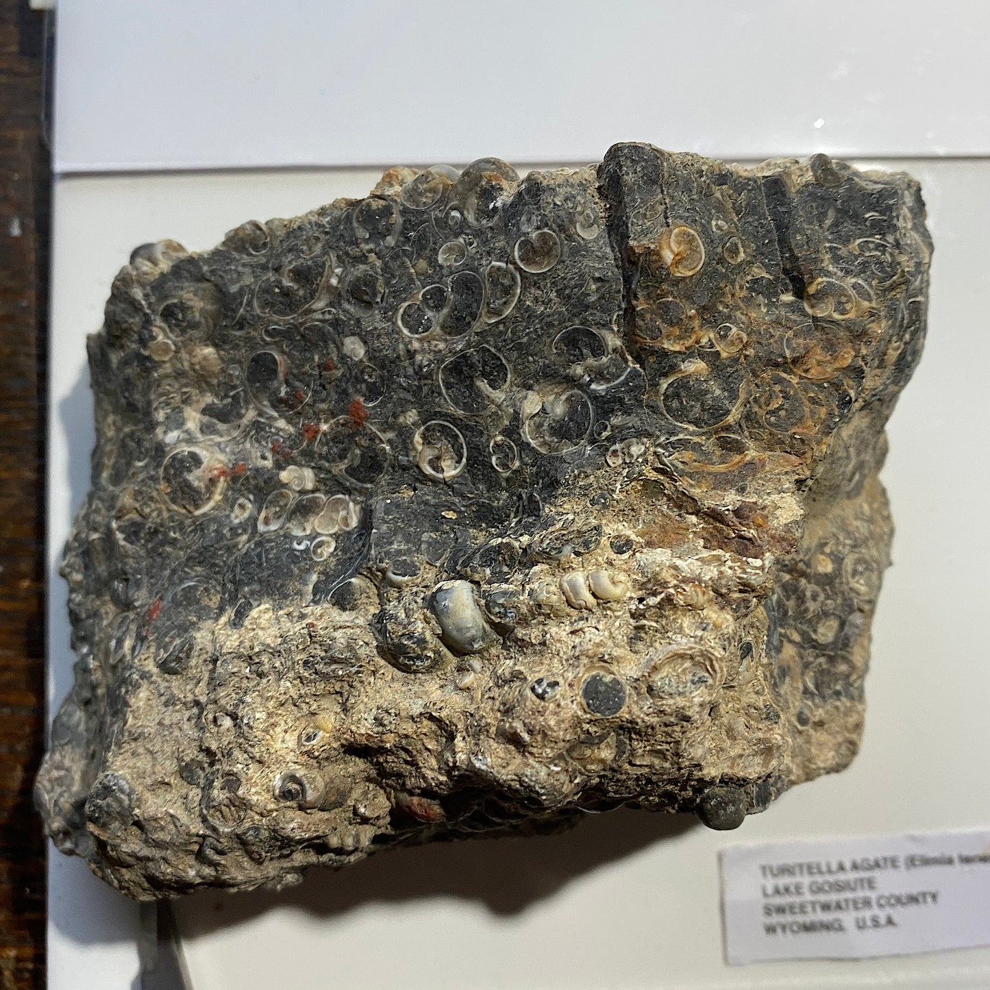 TURITELLA AGATE FROM LAKE GOSIUTE, WYOMING, U.S.A. 538g MF1431