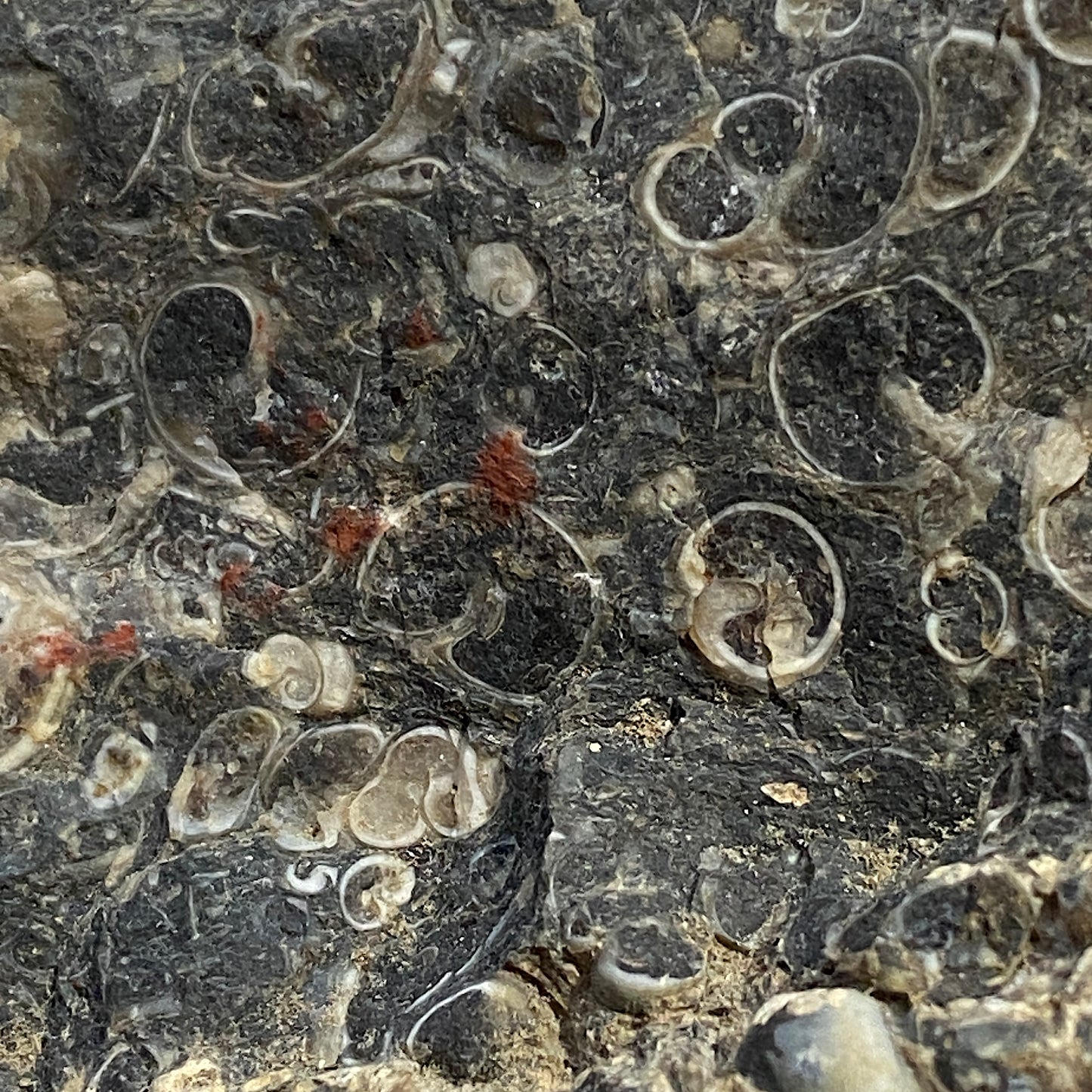 TURITELLA AGATE FROM LAKE GOSIUTE, WYOMING, U.S.A. 538g MF1431