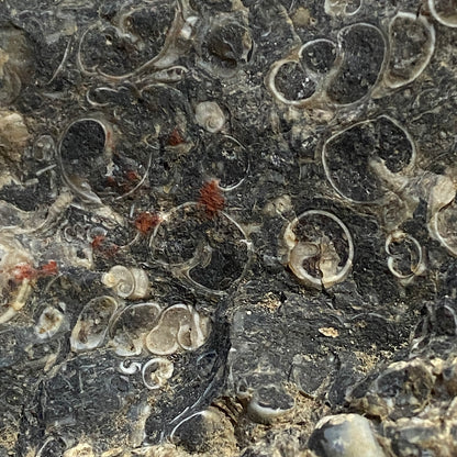 TURITELLA AGATE FROM LAKE GOSIUTE, WYOMING, U.S.A. 538g MF1431