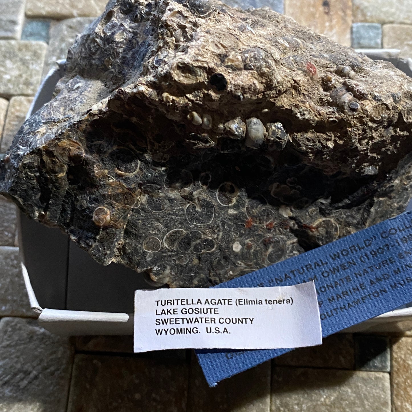 TURITELLA AGATE FROM LAKE GOSIUTE, WYOMING, U.S.A. 538g MF1431