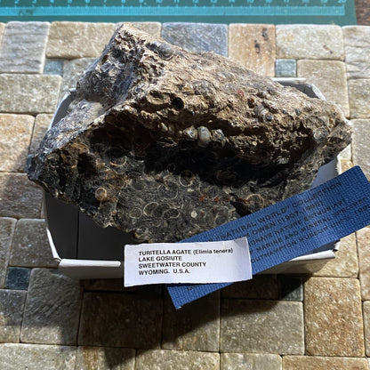 TURITELLA AGATE FROM LAKE GOSIUTE, WYOMING, U.S.A. 538g MF1431