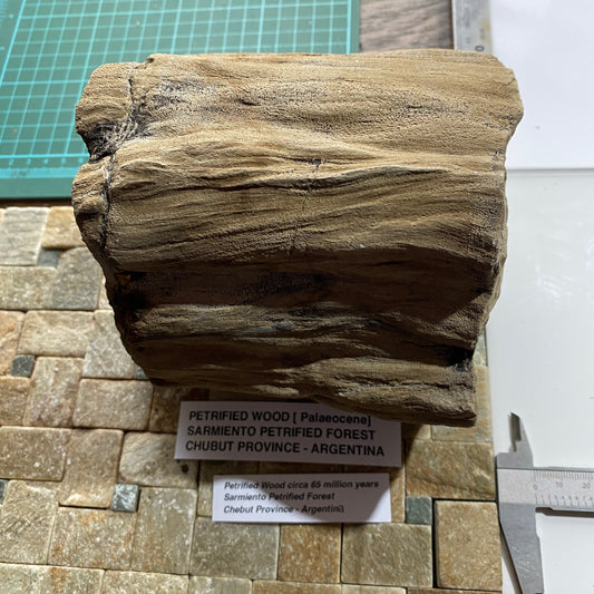 PETRIFIED WOOD - **NOW RESERVED **SARMIENTO PETRIFIED FOREST, ARGENTINA HEAVY 3090g MF4487