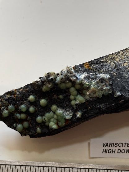 VARISCITE [ON CARBONACEOUS SHALE] : HIGH DOWN QUARRY, NORTH DEVON, ENGLAND 45g. MF5104