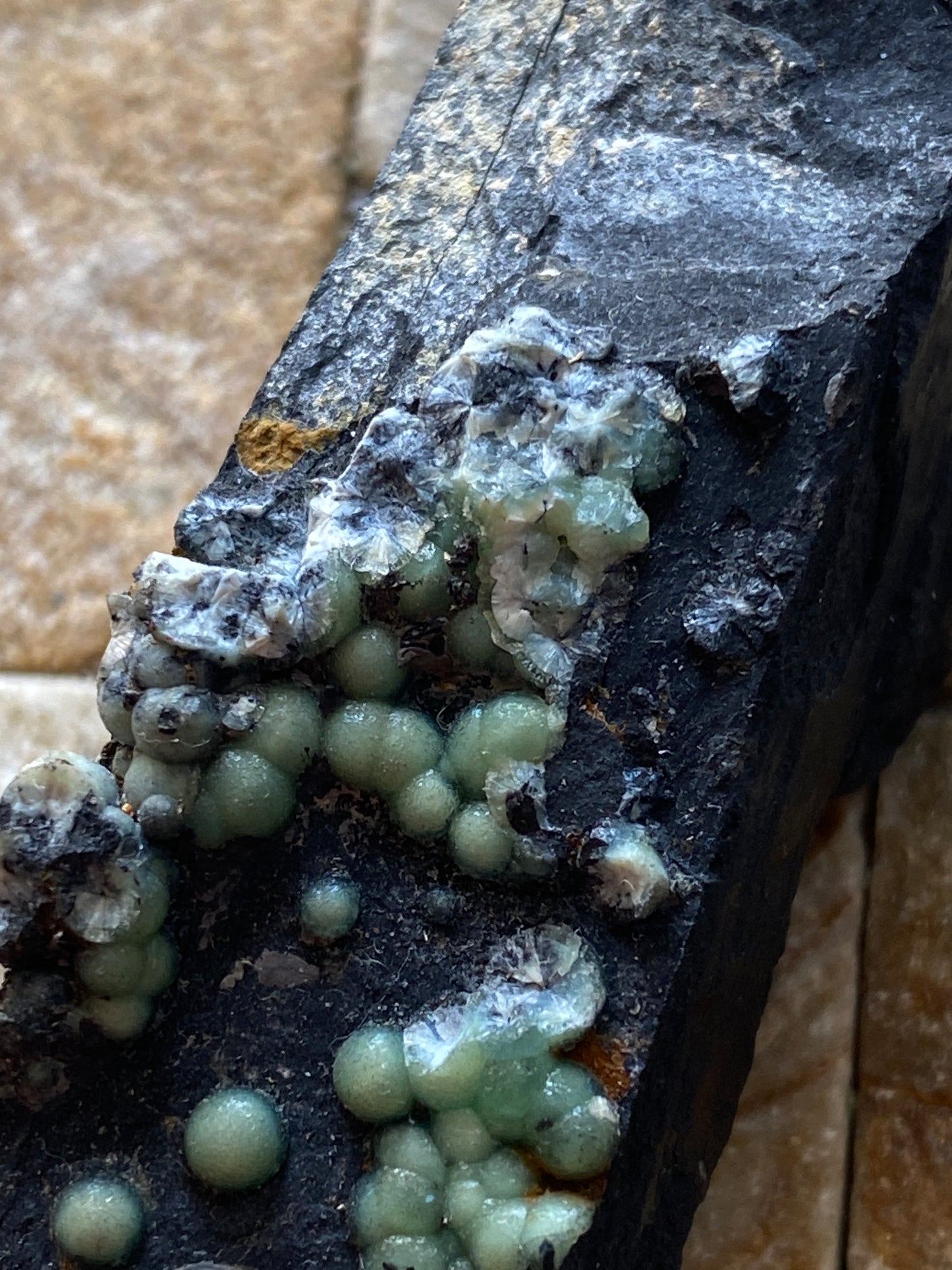 VARISCITE [ON CARBONACEOUS SHALE] : HIGH DOWN QUARRY, NORTH DEVON, ENGLAND 45g. MF5104