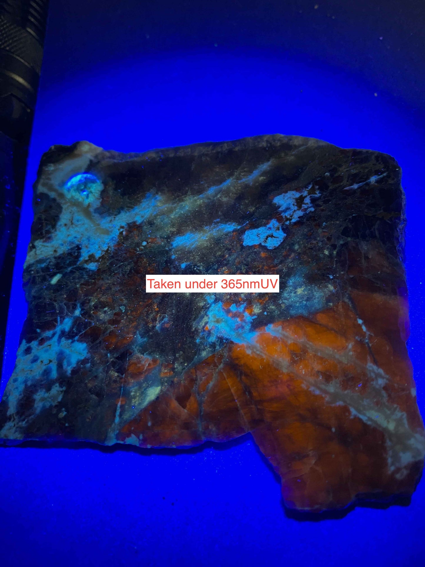 SODALITE [SLICE] : HIASSU FARM, ITAJUPO COLONIA, BAHIA, BRAZIL. 58g. MF5120