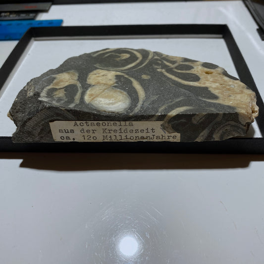 ACTAEONELLA GIGANTEA FOSSIL SLAB - MULHEIM, GERMANY. 380g  MF1406