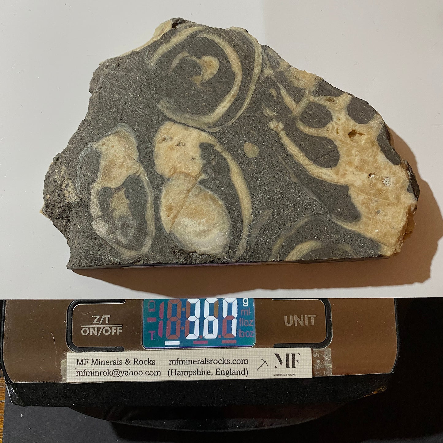 ACTAEONELLA GIGANTEA FOSSIL SLAB - MULHEIM, GERMANY. 380g  MF1406