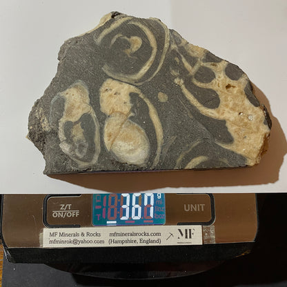 ACTAEONELLA GIGANTEA FOSSIL SLAB - MULHEIM, GERMANY. 380g  MF1406