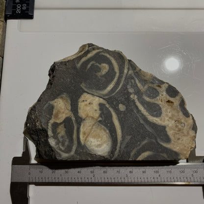 ACTAEONELLA GIGANTEA FOSSIL SLAB - MULHEIM, GERMANY. 380g  MF1406