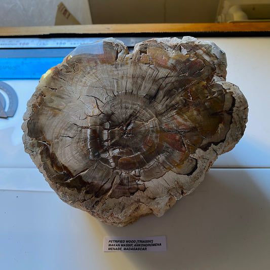 PETRIFIED WOOD [ TRIASSIC] - MAKALI MASSIF, ANKONDROMENA, MADAGASCAR 2971g MF4501