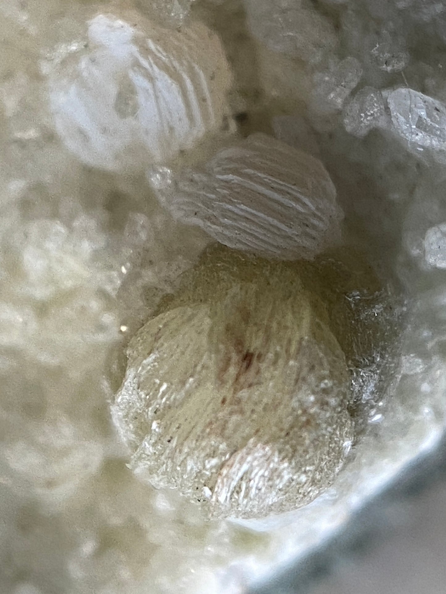 GYROLITE ON QUARTZ: MALAD QUARRY, MUMBA, MAHARASHTRA, INDIA  60g. MF5131