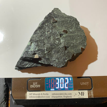 MAGNETITE CRYSTALS IN CHLORITE SCHIST : SOBUTIN, OLOMOUL REGION, CZECH REPUBLIC 302g MF4525