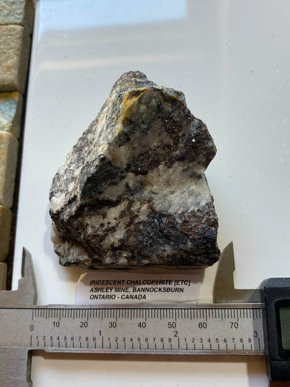 IRIDESCENT  CHALCOPYRITE [ETC] : ASHLEY MINE, ONTARIO, CANADA  171g MF517§