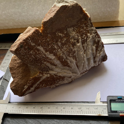 BARYTE WITH CALCITE GORTDRUM MINE, IRELAND SUBSTANTIAL 1005g MF1959