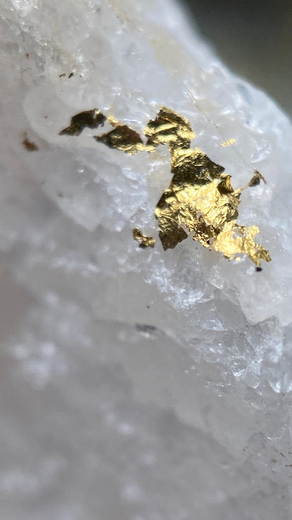 NATIVE GOLD ON QUARTZ : WITWATERSRAND, SOUTH AFRICA. 21g MF5183