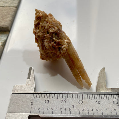SELENITE : CHINAPOOK LAKE, VICTORIA, AUSTRALIA 15g MF4549