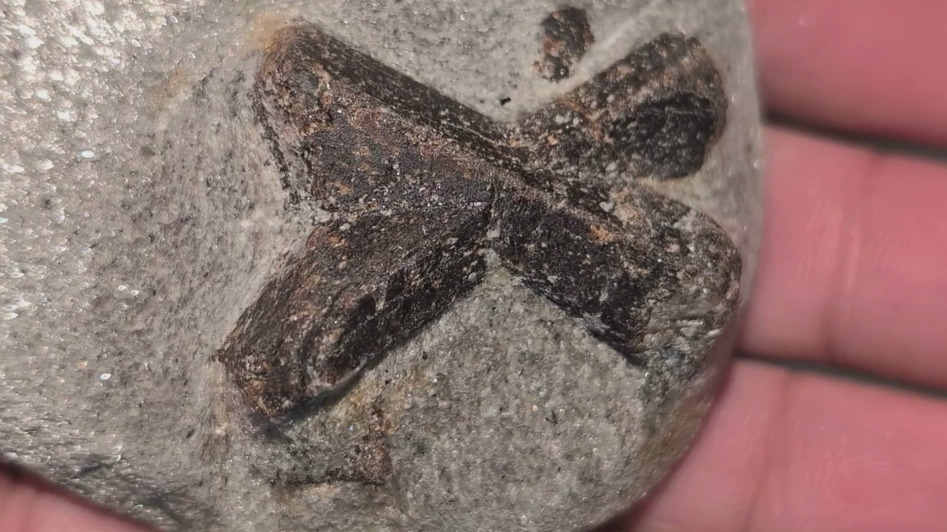 Load video: Video of MF Minerals &amp; Rocks rock, mineral, gemstone, and fossil collection.