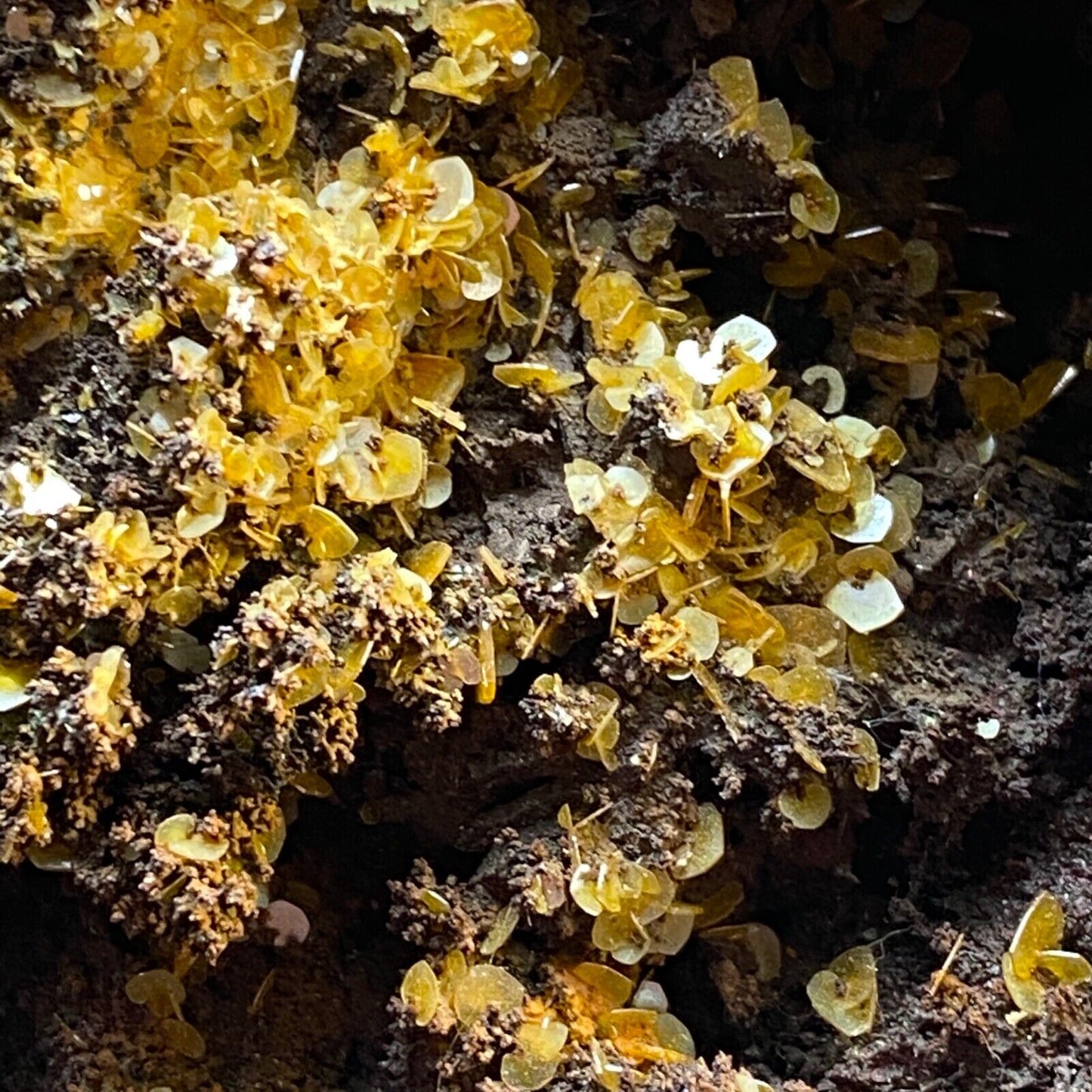 WULFENITE ON GOSSAN MATRIX SUBSTANTIAL PIECE FROM MEXICO 920g MF1100