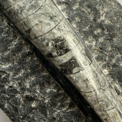 ORTHOCERAS DEVONIAN FOSSIL FROM MOROCCO 536g  MF1405