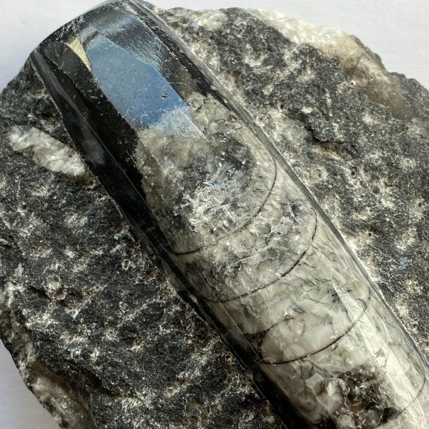 ORTHOCERAS DEVONIAN FOSSIL FROM MOROCCO 536g  MF1405